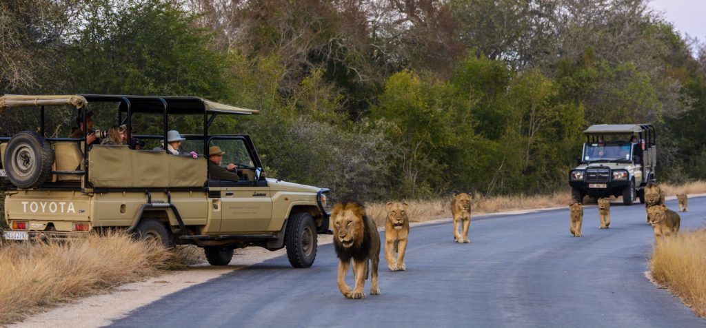 Kruger National Park Safari