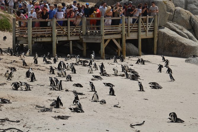 Penguin Colony & Boulders Beach