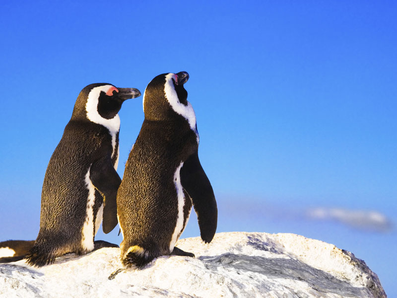 Cape Peninsula & Penguins Experience