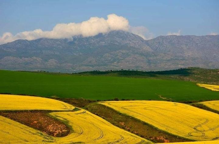 Scenic Overberg Canola Fields En Route