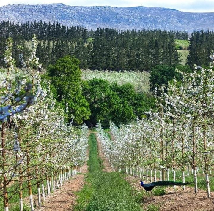 Orchards Along the Way